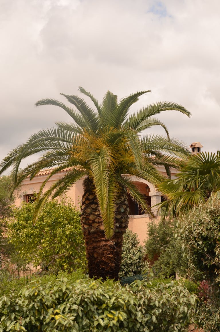 A picturesque garden setting with lush palms and a Mediterranean-style house under cloudy skies.