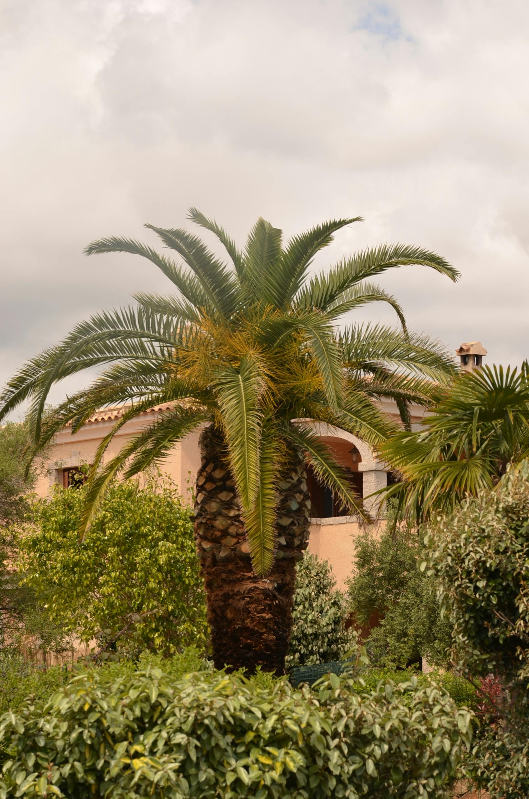 A picturesque garden setting with lush palms and a Mediterranean-style house under cloudy skies.