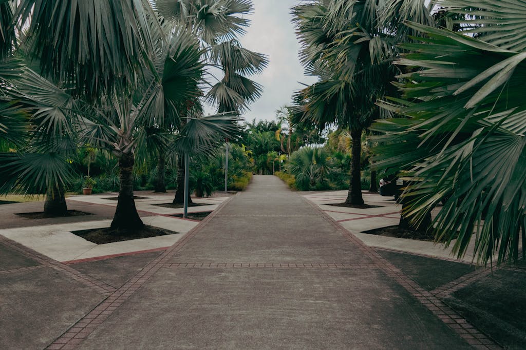 Tranquil tropical garden pathway lined with lush palm trees and vibrant greenery.