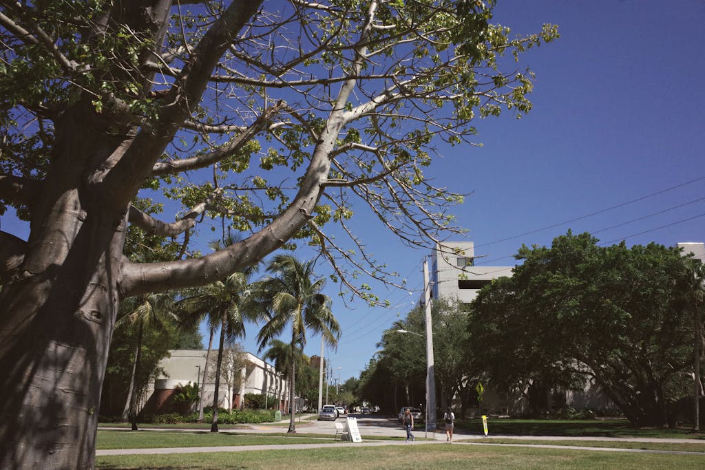 Tranquil view of a university campus with palm trees and clear blue skies.